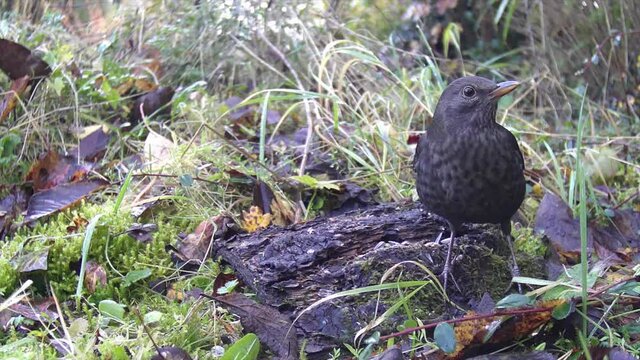 Amsel (Turdus merula)