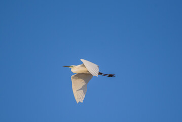 Selective focus photo. Great egret bird, Ardea alba.