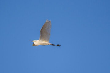 Selective focus photo. Great egret bird, Ardea alba.