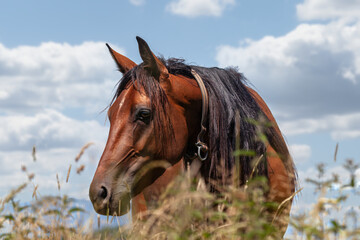 Portrait of a beautiful brown trotter horse