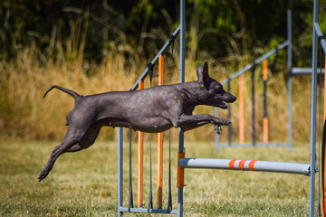 Dog is jumping over the hurdles. Amazing day on czech agility privat training