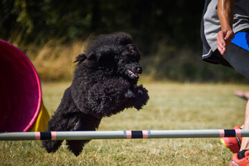 Dog is jumping over the hurdles. Amazing day on czech agility privat training