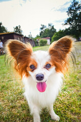 Portrait of papillon in the nature. She looks like funny animal. 