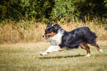 Dog is running in agility.  Amazing evening, Hurdle having private agility training for a sports competition