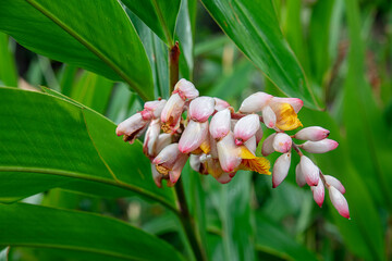 Cluster of alpinia zerumbet or shell ginger, tropical flora with unusual yellow flowers emerging...