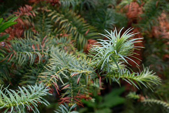 Young Cunninghamia Lanceolata, known also as the Chinese fir, a coniferous tree growing in Anaga Rural Park, scenic natural forest in the eastern part of the island of Tenerife, Canary Islands, Spain