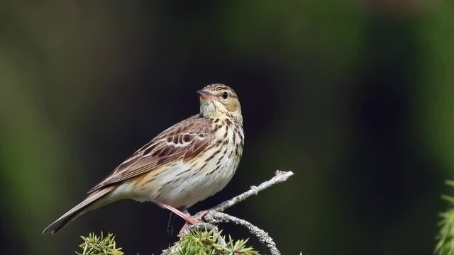 Baumpieper&nbsp;(Anthus trivialis)