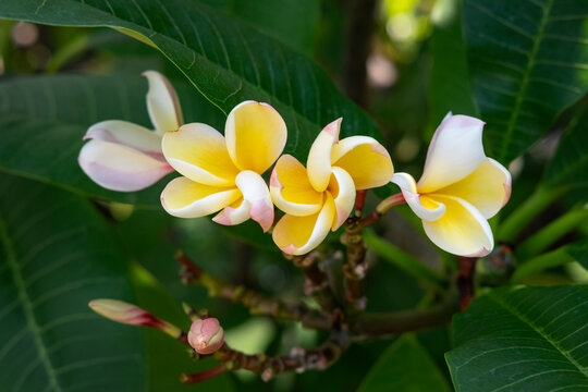 Tropical frangipani flowers in a cluster surrounded by its own lush leaves, exotic flora growing in deciduous shrubs or small trees mostly in the Polynesian islands and carrying symbolic significance