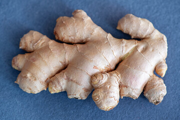 Fresh ginger roots against a light blue background, the rhizome of the Zingiber officinale, delicious edible plant used in various dishes for its spicy flavor or in traditional or alternative medicine
