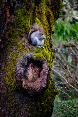 Obraz premium tree trunk in the forest