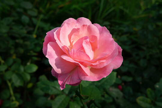 Pink rose isolated against its green serated leaves, garden shrubs producing one of the most popular ornamental flowers in a variety of colors, with soft and fragrant petals and long stems with thorns