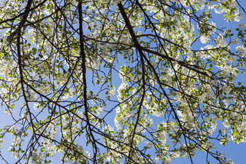 Blooming apple tree with white flowers and green fresh leaves and buds is on a blue sky background in a park in spring