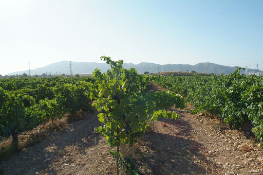Vi&ntilde;edos en la pedan&iacute;a de Las Virtudes, junto al Santuario Virgen de las Virtudes, Villena, Alicante