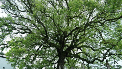 The old and big tree view full of the green leaves on it in the countryside of the China