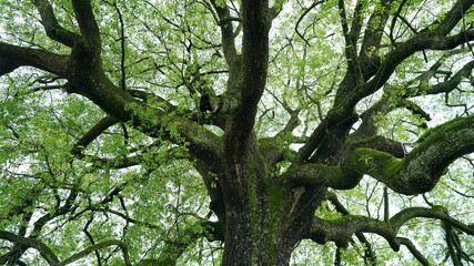 The old and big tree view full of the green leaves on it in the countryside of the China