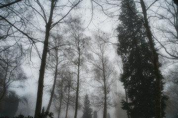 trees in the fog