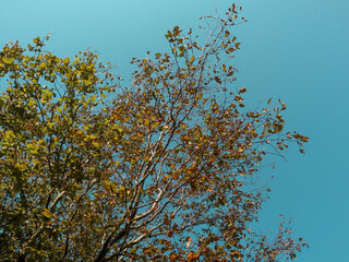 autumn leaves against blue sky