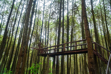 Fototapeta premium Panorama of a pine tree forest with a small wooden bridge in the middle of the day. High-resolution Panoramic landscape