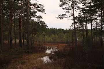 Die Schönheit des Daseins