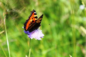 Schmetterling