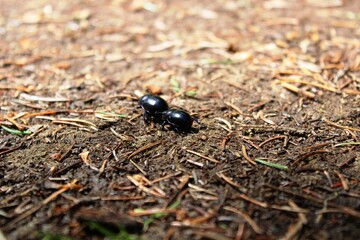 Käfer
