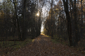 Obraz premium forest trail with green and dry yellow autumn leaves and sun beams rays of light shining through trees branches falling on ground forming shadows on surface