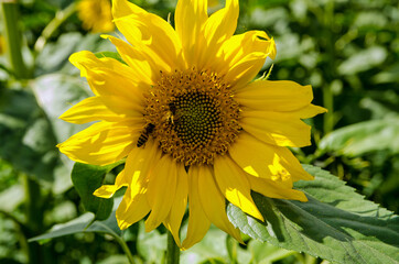 Bees enjoying a sunflower in August