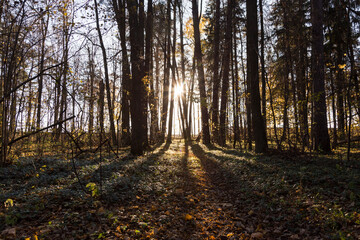 forest trail with green and dry yellow autumn leaves and sun beams rays of light shining through trees branches falling on ground forming shadows on surface
