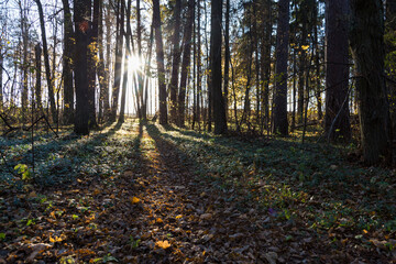 forest trail with green and dry yellow autumn leaves and sun beams rays of light shining through trees branches falling on ground forming shadows on surface
