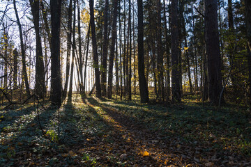 forest trail with green and dry yellow autumn leaves and sun beams rays of light shining through trees branches falling on ground forming shadows on surface