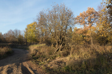 Mud road and trees with yellow leaves foliage on branches, dry brown grass on a clear blue sky background. Sunny autumn day in a countryside forest