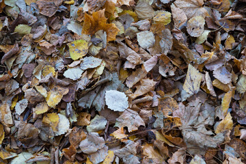 pile of brown yellow dry leaves on the ground surface. Seasonal filled frame close up background wallpaper autumn shot