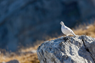 Lagopède alpin (lagopus mutus) mâle en hiver sur un rocher. Alpes. France