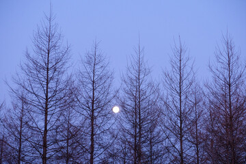満月と立木