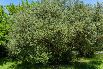 Fototapeta na wymiar Huge trees with evergreen leaves of Feijoa sellowiana (Acca Sellowiana), feijoa, pineapple guava or guavastin against blurred backdrop. Selective focus. Close-up. Adler Arboretum 