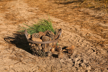 Basket with pine cones and fir branches in forest