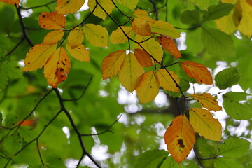 Close up image of Beech Tree Foliage in Autumn, County Durham, England, UK.