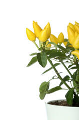 Pepper tree in pot on white background, closeup