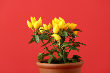 Pepper tree in pot on red background, closeup
