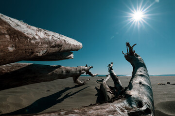 冬の青空と砂浜と流木　茨城県大洗町　12月