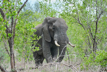 Big African elephant bull, Loxodonta, standing in the african bush