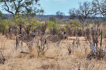 Obraz premium Plains Zebra standing in thick bush