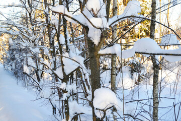 winter forest landscape, trees in a beautiful snow-covered winter panorama