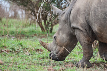 Obraz premium white rhinoceros or square lipped rhinoceros, Ceratotherium simum