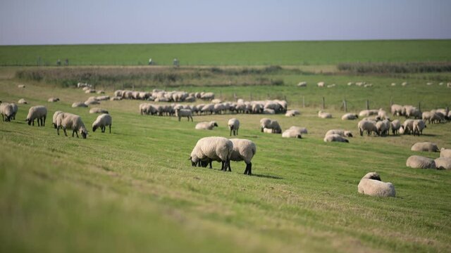 beautiful sheep eating gras in a dam in nordfriesland in bright sunshin