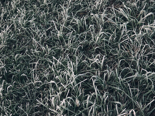 The green grass was abundantly covered with frost, the frosty morning decorated the wild grass, the natural texture of the beginning of winter