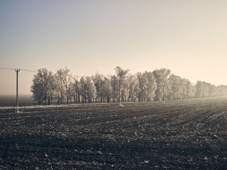 A plowed field, trees grow along the field and there are power line poles, a winter morning, a layer of frost on trees and grass, clear sky and light fog, a winter mood