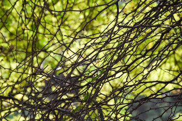 Thorn bushes background. Prickly Branches background.