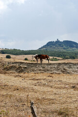 La campagna toscana a Radicofani, in provincia di Siena.