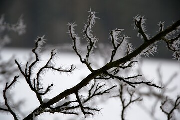 Detail of icing at branches in winter with blurred background